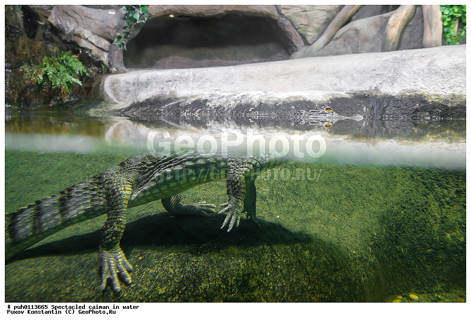 ��������, ������, ����, ������, ��������, ��������, ��������������, ��������������, ��������, ��������, XYZ, �������������, Alligatoridae, ������������ ������, Caiman crocodilus