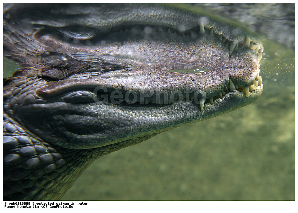 ��������, ������, ����, ������, ��������, ��������, ��������������, ��������������, ��������, ��������, XYZ, �������������, Alligatoridae, ������������ ������, Caiman crocodilus