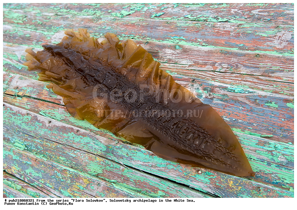 ���������� ���������, ����� ����, ������, ���������,  ����, ������, ���������� ������,  ������� �����, ���������, ����� ����, �����, ��������, ��������������, �������� �����, ���������, ���������, ������, �������� 

