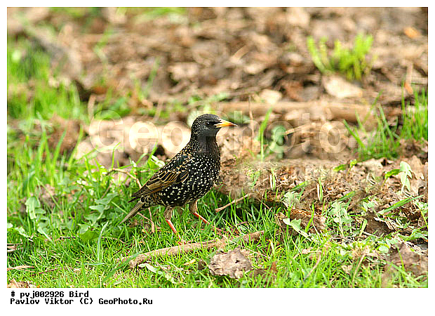 ������� ������������, ��������, �����, �����, ������� ������������, ��������, ��������, �����, �����, ��������, �����������, XYZ, ����������, Sturnidae, ������������ �������, Sturnus vulgaris, ������