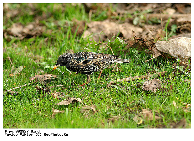 ������� ������������, ��������, �����, �����, �������, ������� ������������, ��������, ��������, �����, �����, ��������, �����������, XYZ, ����������, Sturnidae, ������������ �������, Sturnus vulgaris, ������