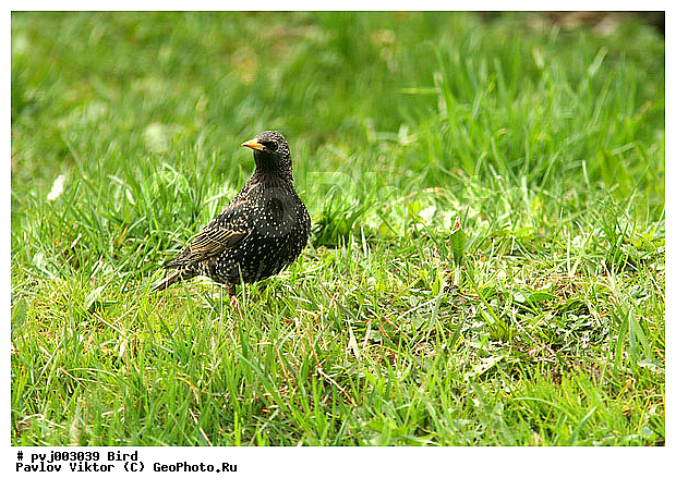 ������� ������������, ��������, �����, �����, ������� ������������, ��������, ��������, �����, �����, ��������, �����������, XYZ, ����������, Sturnidae, ������������ �������, Sturnus vulgaris, ������