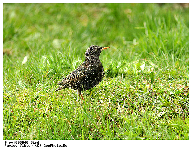 ������� ������������, ��������, �����, �����, ��������, ��������, �����, �����, ��������, �����������, XYZ, ����������, Sturnidae, ������������ �������, Sturnus vulgaris, ������