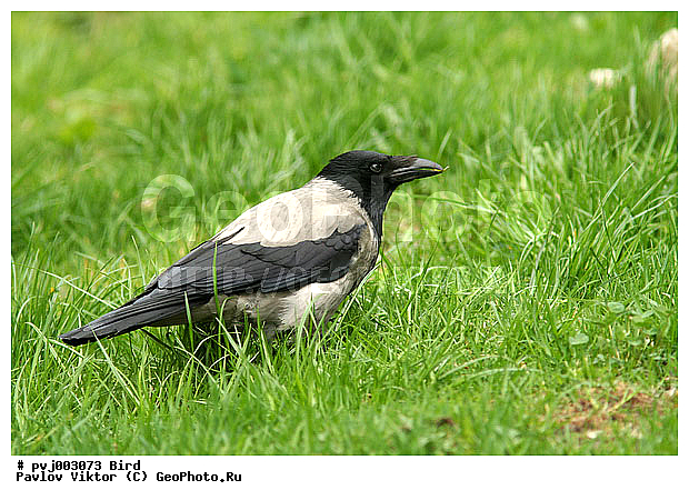 ������ �����, ������, ������ �����, ������, �����, �����, ��������, ��������, �����, �����, ��������, �����������, XYZ, ��������, ���������, Corvidae, ����� ������, Corvus cornix