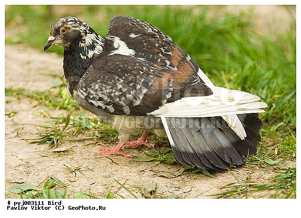 ������ �����, ������, ������ �����, ��������, �����, �����