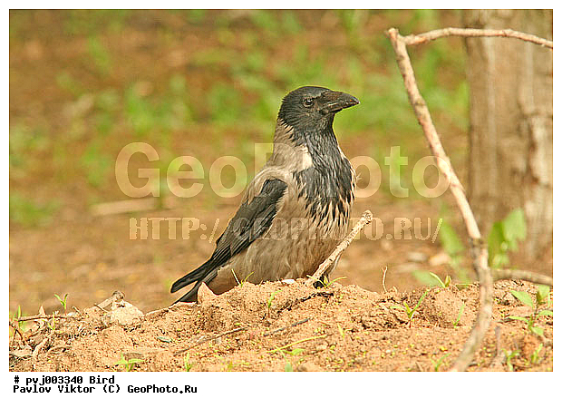 ������ �����, ��������, �����, �����, ��������, ��������, �����, �����, ��������, �����������, XYZ, ��������, ���������, Corvidae, ����� ������, Corvus cornix