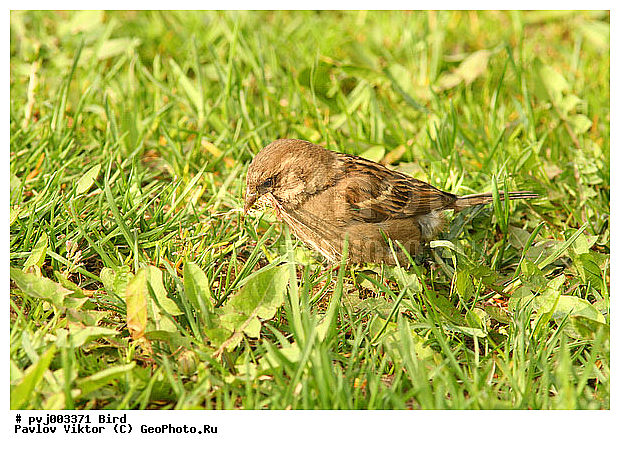 ������� �������, �����, ������� �������, �������, ��������, �����, �����, ����� �������, �����, �����, XYZ, ����������, Passeridae, ������� �������, Passer domesticus