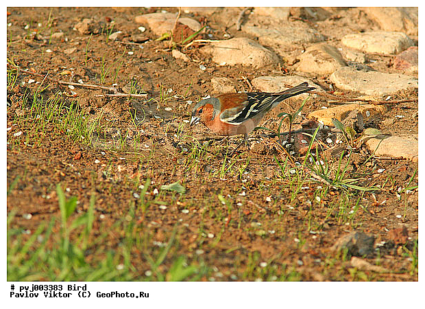 ������ ������������, ������, ������ ������������, ������������, �����, �����, �����, XYZ, ���������, Fringillidae