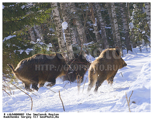 ������, ��� �������, ����, ���, �����, �������������, �����, �����, XYZ, ������, Suidae, �����, �����, ����� ������, Sus scrofa, �������������, �����, �����, XYZ, ������, Suidae, �����, �����, ����� ������, Sus scrofa