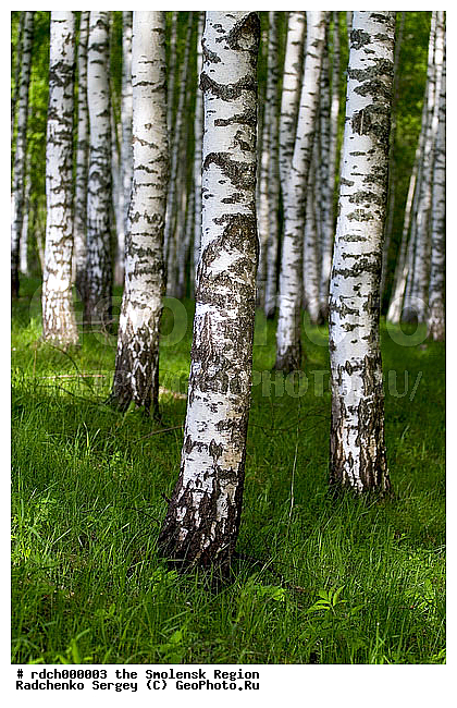 �������� ����, �����, �������, ���, ������� ���, ������ ��������, �����