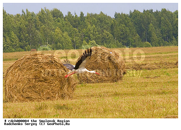 ����, ����, ���, �����, ���� �����, ��������� ����, ������, �����, �����, XYZ, ��������, Ciconiidae, ����� ����, Ciconia ciconia