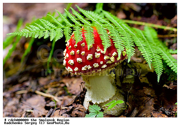 ����, �������, ���, ������, ����������