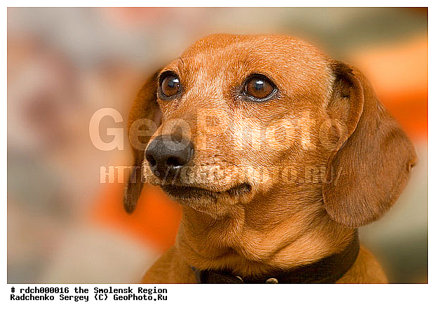 ������, �����, �������� ��������, ��������� ������