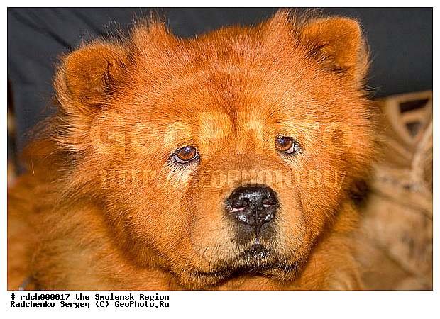 ������, ���-���, �������� ��������, �������, ��