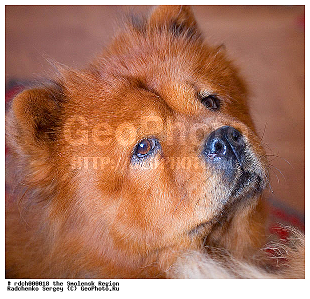 ������, ���-���, �������� ��������, ��