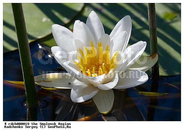 �����, ����� ��������, ����� �����, ��������, ����