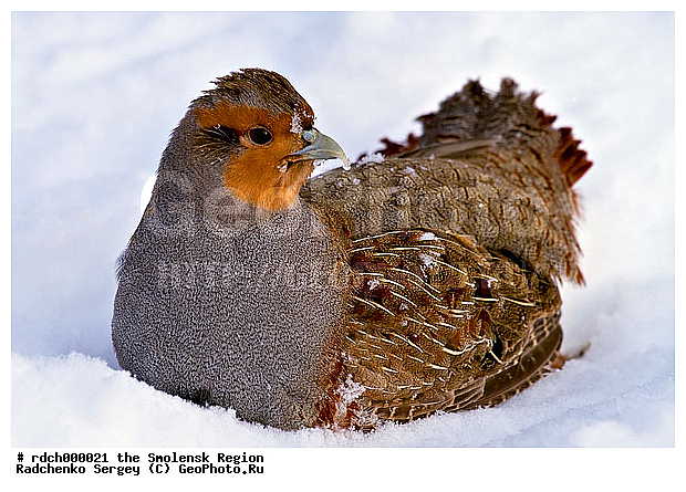 �����, �����, XYZ, ���������, Phasianidae, ����� ���������, Perdix perdix, ����