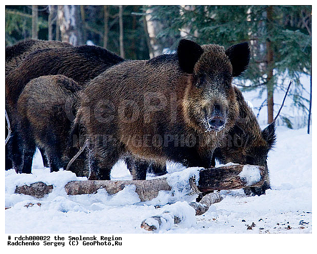 ������, �����, �����, ����, �����, ���, �����, �������������, �����, �����, XYZ, ������, Suidae, �����, �����, ����� ������, Sus scrofa, �������������, �����, �����, XYZ, ������, Suidae, �����, �����, ����� ������, Sus scrofa