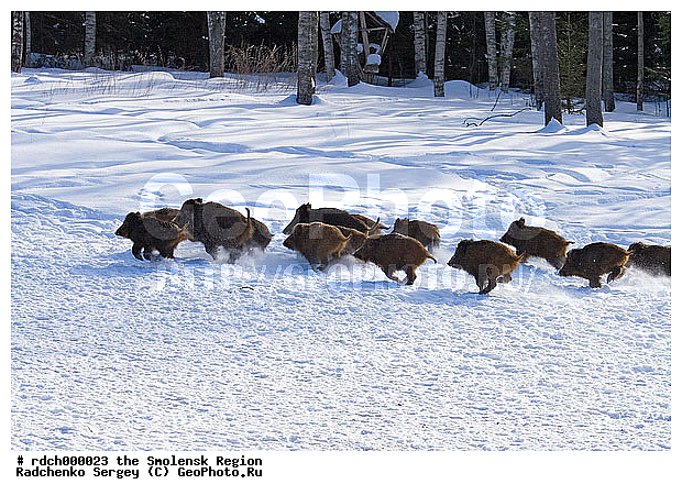 ������, ���, ������� ������, ����, ����, �����, ����� �������, �������������, �����, �����, XYZ, ������, Suidae, �����, �����, ����� ������, Sus scrofa, �������������, �����, �����, XYZ, ������, Suidae, �����, �����, ����� ������, Sus scrofa