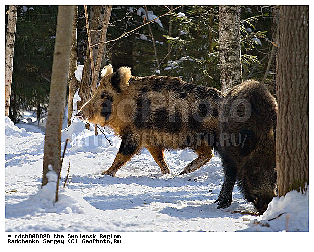 ������, ����, ���, ��������� ������, ��������� �����, �������������, �����, �����, XYZ, ������, Suidae, �����, �����, ����� ������, Sus scrofa, �������������, �����, �����, XYZ, ������, Suidae, �����, �����, ����� ������, Sus scrofa