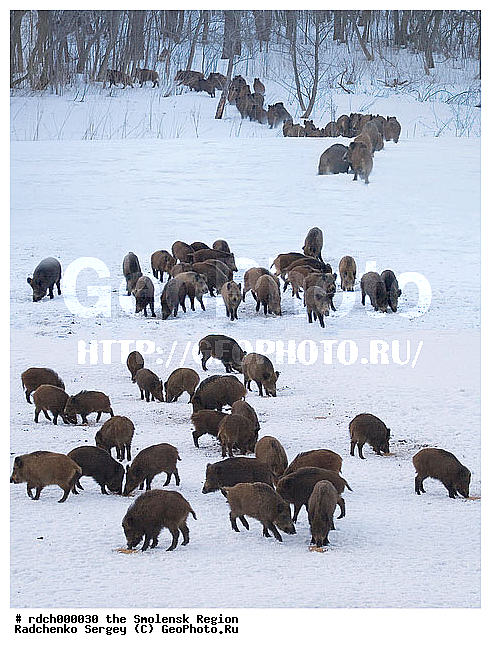 ������, ������� ����� �������, ����, ���, ����, �����, �������������, �����, �����, XYZ, ������, Suidae, �����, �����, ����� ������, Sus scrofa, �������������, �����, �����, XYZ, ������, Suidae, �����, �����, ����� ������, Sus scrofa