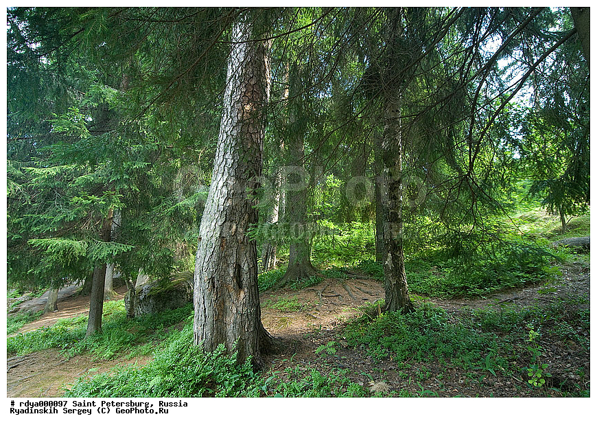  �����, �����-���������, ���� �����-����������, ����������� �������, ������, ����, ��� ����, �������, �����, �������