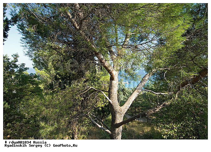 ����, �������, ����, ������, ����, ���� ������