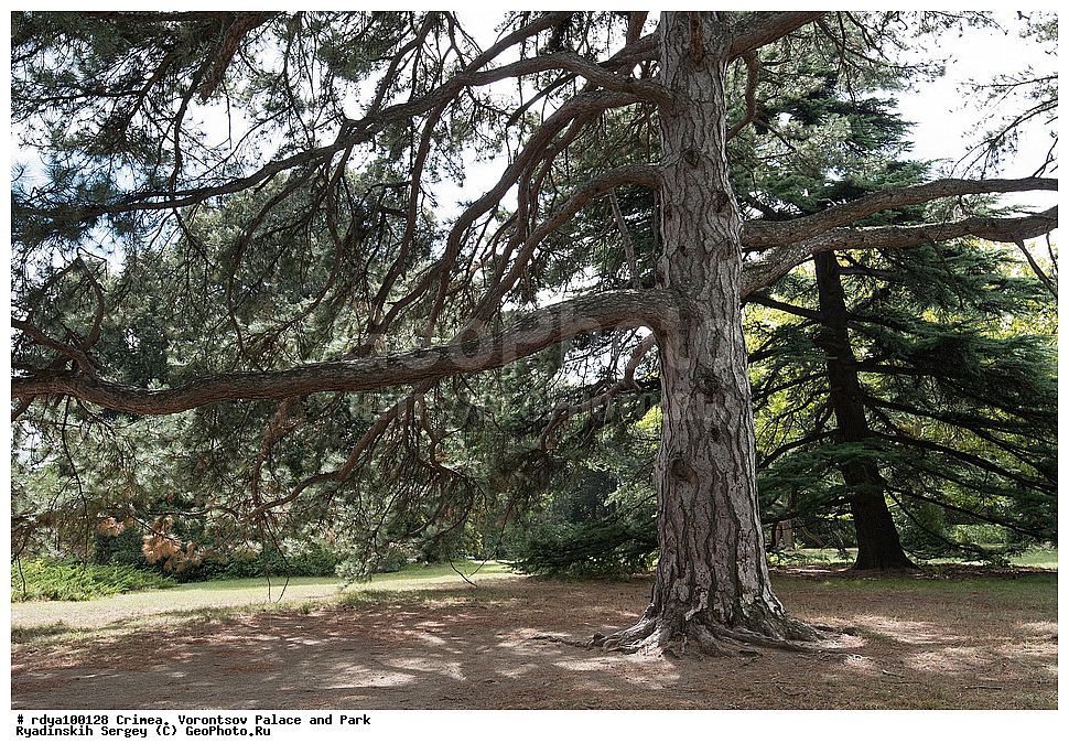 ����, ������, ������������ ����, �������� �������, ����� ����� �����, �����, ����� 