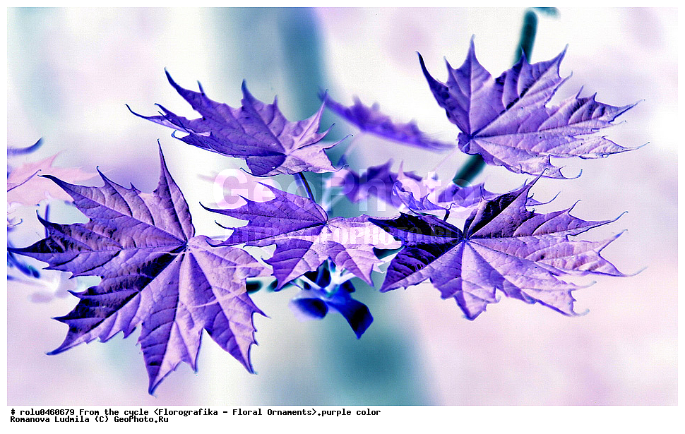 ������������������, ��������, ���������, ���������, ����, ������������, �����, ���������, ����������