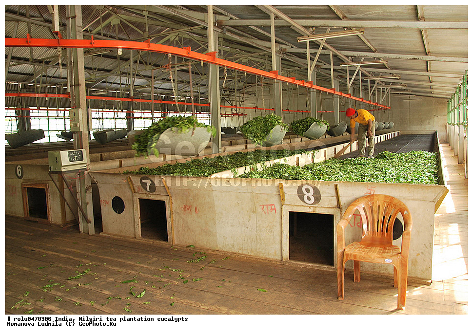 �����, ���������, ���, ��������, �������