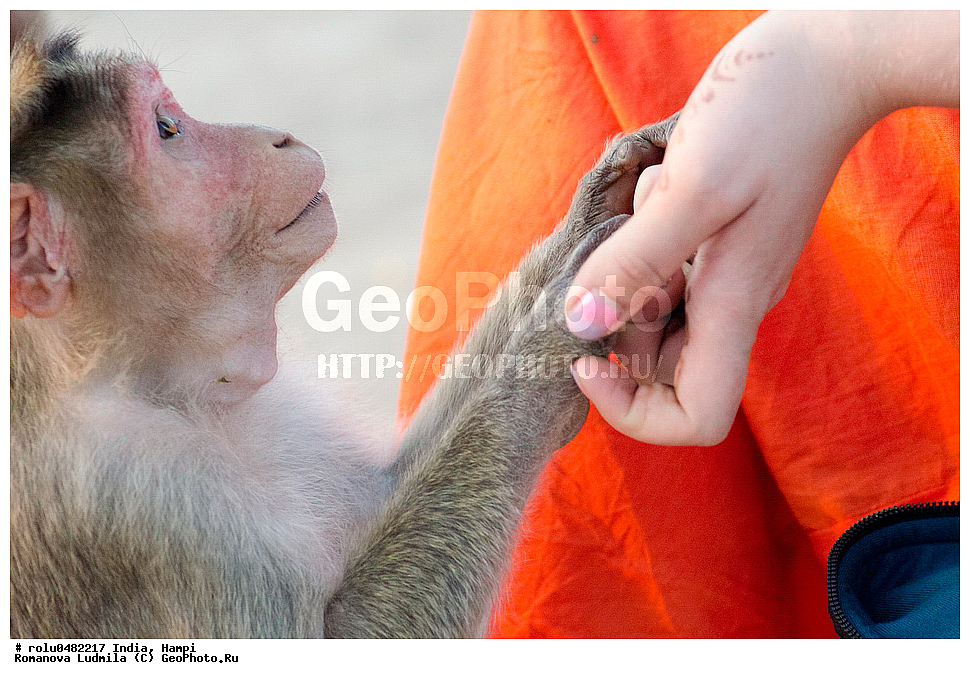 �����, �����