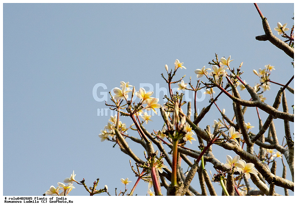 ��������, �����