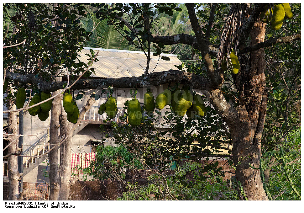 ��������, �����