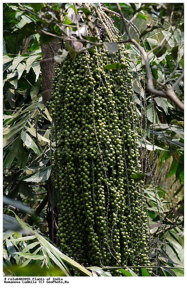 ��������, �����