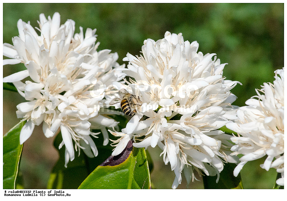 ��������, �����