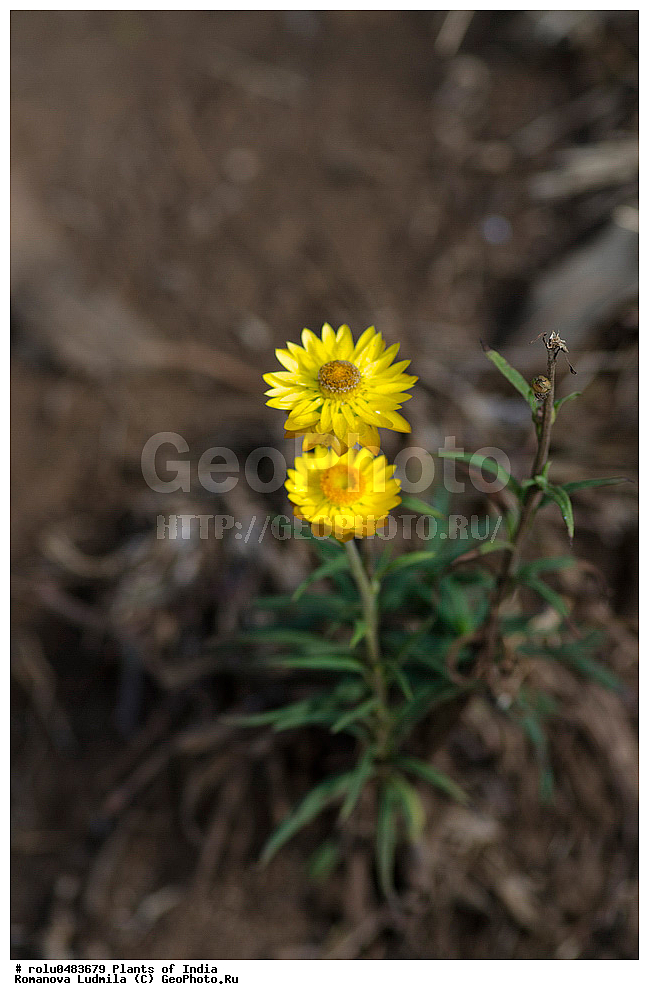 ��������, �����