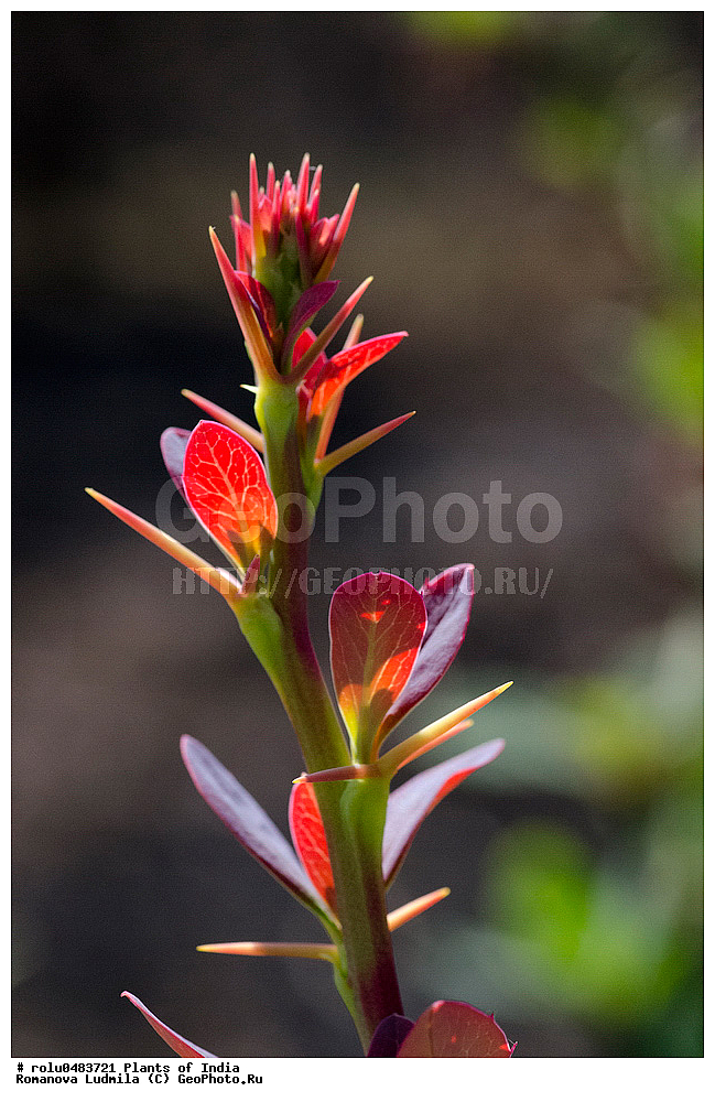 ��������, �����