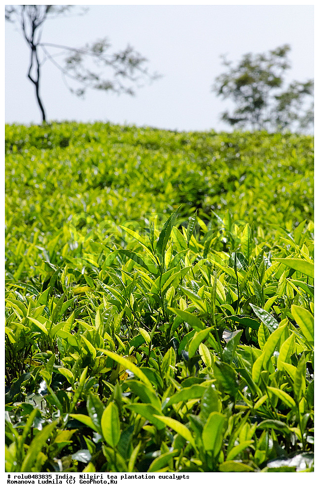 �����, ���������, ���, ��������, �������