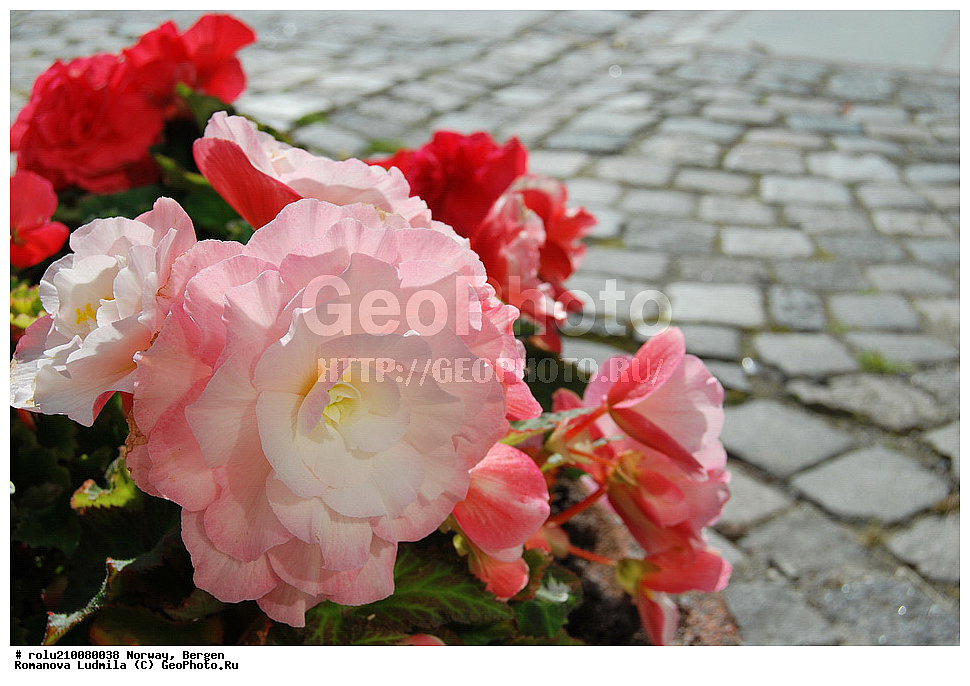 ��������, ������, ������, �����������