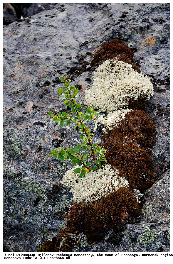 �������-����������, ���������, �����, �������, ���������� �������, �������� ����������, ������, �����, ������-�����, ������� � ���������