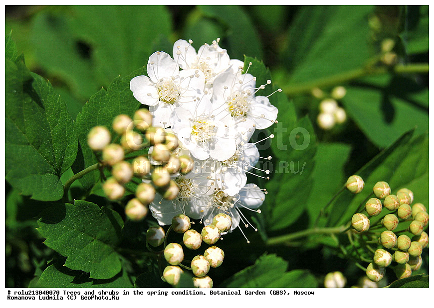 ���, ������������ ���, ������, ��������, ��������� ������ , ��������-�������������, ��������������, �����, ����������