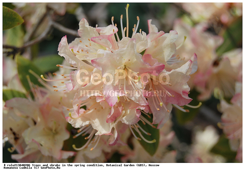 ���, ������������ ���, ������, ��������, ��������� ������ , ��������-�������������, ��������������, �����, ����������