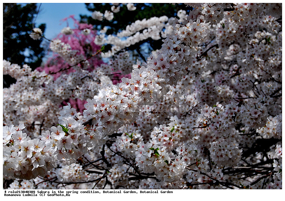 ������������ ���, ������, ��������, ��������� ������ , ��������-�������������, ��������������, �����, ����������, �������, ������, ������ ��������, �����, ���������� ��������, ������������ ��������, ������������ ��������, ������, �����, XYZ, ������������, �������, �����������, Rosaceae, ������, ����� ��������������, ����� ��������������, ������� ��������������, Prunus serrulata, ������ ��������, �����, ���������� ��������, ������������ ��������, ������������ ��������, ������, �����, XYZ, ������������, �������, �����������, Rosaceae, ������, ����� ��������������, ����� ��������������, ������� ��������������, Prunus serrulata