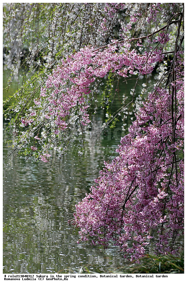 ������������ ���, ������, ��������, ��������� ������ , ��������-�������������, ��������������, �����, ����������, �������, ������, ������ ��������, �����, ���������� ��������, ������������ ��������, ������������ ��������, ������, �����, XYZ, ������������, �������, �����������, Rosaceae, ������, ����� ��������������, ����� ��������������, ������� ��������������, Prunus serrulata, ������ ��������, �����, ���������� ��������, ������������ ��������, ������������ ��������, ������, �����, XYZ, ������������, �������, �����������, Rosaceae, ������, ����� ��������������, ����� ��������������, ������� ��������������, Prunus serrulata