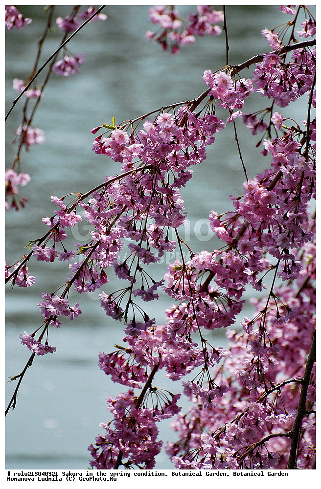 ������������ ���, ������, ��������, ��������� ������ , ��������-�������������, ��������������, �����, ����������, �������, ������, ������ ��������, �����, ���������� ��������, ������������ ��������, ������������ ��������, ������, �����, XYZ, ������������, �������, �����������, Rosaceae, ������, ����� ��������������, ����� ��������������, ������� ��������������, Prunus serrulata, ������ ��������, �����, ���������� ��������, ������������ ��������, ������������ ��������, ������, �����, XYZ, ������������, �������, �����������, Rosaceae, ������, ����� ��������������, ����� ��������������, ������� ��������������, Prunus serrulata