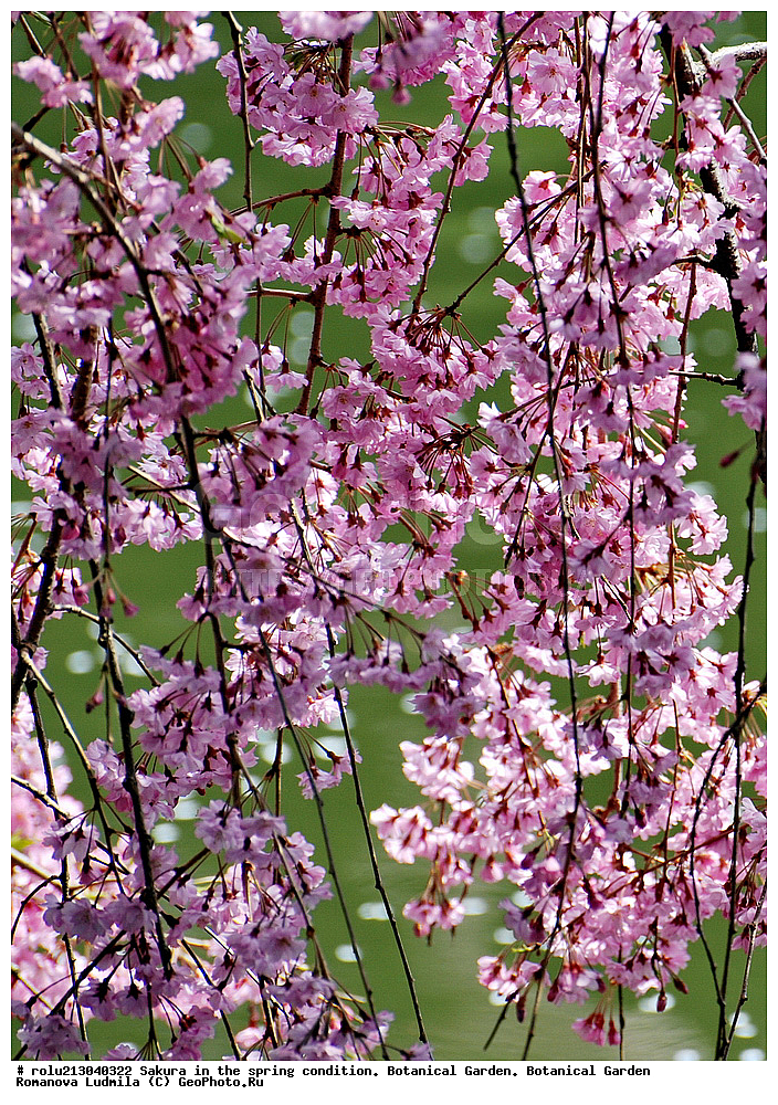 ������������ ���, ������, ��������, ��������� ������ , ��������-�������������, ��������������, �����, ����������, �������, ������, ������ ��������, �����, ���������� ��������, ������������ ��������, ������������ ��������, ������, �����, XYZ, ������������, �������, �����������, Rosaceae, ������, ����� ��������������, ����� ��������������, ������� ��������������, Prunus serrulata, ������ ��������, �����, ���������� ��������, ������������ ��������, ������������ ��������, ������, �����, XYZ, ������������, �������, �����������, Rosaceae, ������, ����� ��������������, ����� ��������������, ������� ��������������, Prunus serrulata