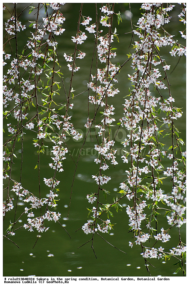 ������������ ���, ������, ��������, ��������� ������ , ��������-�������������, ��������������, �����, ����������, �������, ������, ������ ��������, �����, ���������� ��������, ������������ ��������, ������������ ��������, ������, �����, XYZ, ������������, �������, �����������, Rosaceae, ������, ����� ��������������, ����� ��������������, ������� ��������������, Prunus serrulata, ������ ��������, �����, ���������� ��������, ������������ ��������, ������������ ��������, ������, �����, XYZ, ������������, �������, �����������, Rosaceae, ������, ����� ��������������, ����� ��������������, ������� ��������������, Prunus serrulata