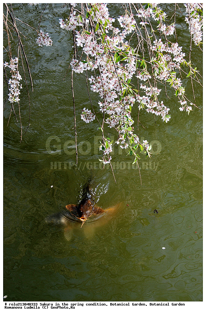 ������������ ���, ������, ��������, ��������� ������ , ��������-�������������, ��������������, �����, ����������, �������, ������, ������ ��������, �����, ���������� ��������, ������������ ��������, ������������ ��������, ������, �����, XYZ, ������������, �������, �����������, Rosaceae, ������, ����� ��������������, ����� ��������������, ������� ��������������, Prunus serrulata, ������ ��������, �����, ���������� ��������, ������������ ��������, ������������ ��������, ������, �����, XYZ, ������������, �������, �����������, Rosaceae, ������, ����� ��������������, ����� ��������������, ������� ��������������, Prunus serrulata