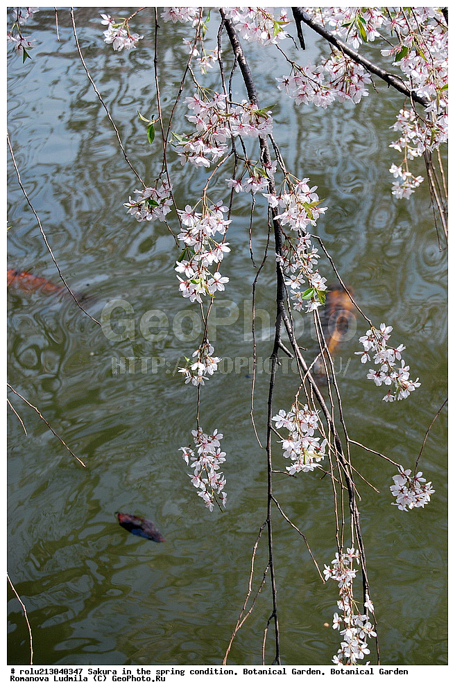 ������������ ���, ������, ��������, ��������� ������ , ��������-�������������, ��������������, �����, ����������, �������, ������, ������ ��������, �����, ���������� ��������, ������������ ��������, ������������ ��������, ������, �����, XYZ, ������������, �������, �����������, Rosaceae, ������, ����� ��������������, ����� ��������������, ������� ��������������, Prunus serrulata, ������ ��������, �����, ���������� ��������, ������������ ��������, ������������ ��������, ������, �����, XYZ, ������������, �������, �����������, Rosaceae, ������, ����� ��������������, ����� ��������������, ������� ��������������, Prunus serrulata