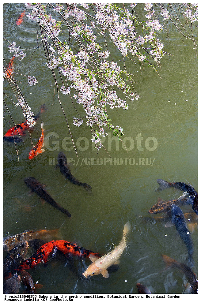 ������������ ���, ������, ��������, ��������� ������ , ��������-�������������, ��������������, �����, ����������, �������, ������, ������ ��������, �����, ���������� ��������, ������������ ��������, ������������ ��������, ������, �����, XYZ, ������������, �������, �����������, Rosaceae, ������, ����� ��������������, ����� ��������������, ������� ��������������, Prunus serrulata, ������ ��������, �����, ���������� ��������, ������������ ��������, ������������ ��������, ������, �����, XYZ, ������������, �������, �����������, Rosaceae, ������, ����� ��������������, ����� ��������������, ������� ��������������, Prunus serrulata